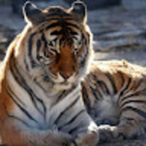 Meet your Posher, Finus